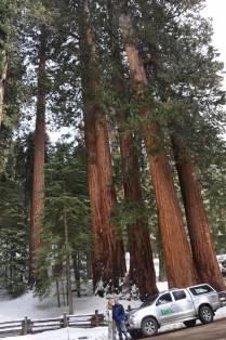 Mil Dias no Sequoia National Park,  na Califórnia - EUA
